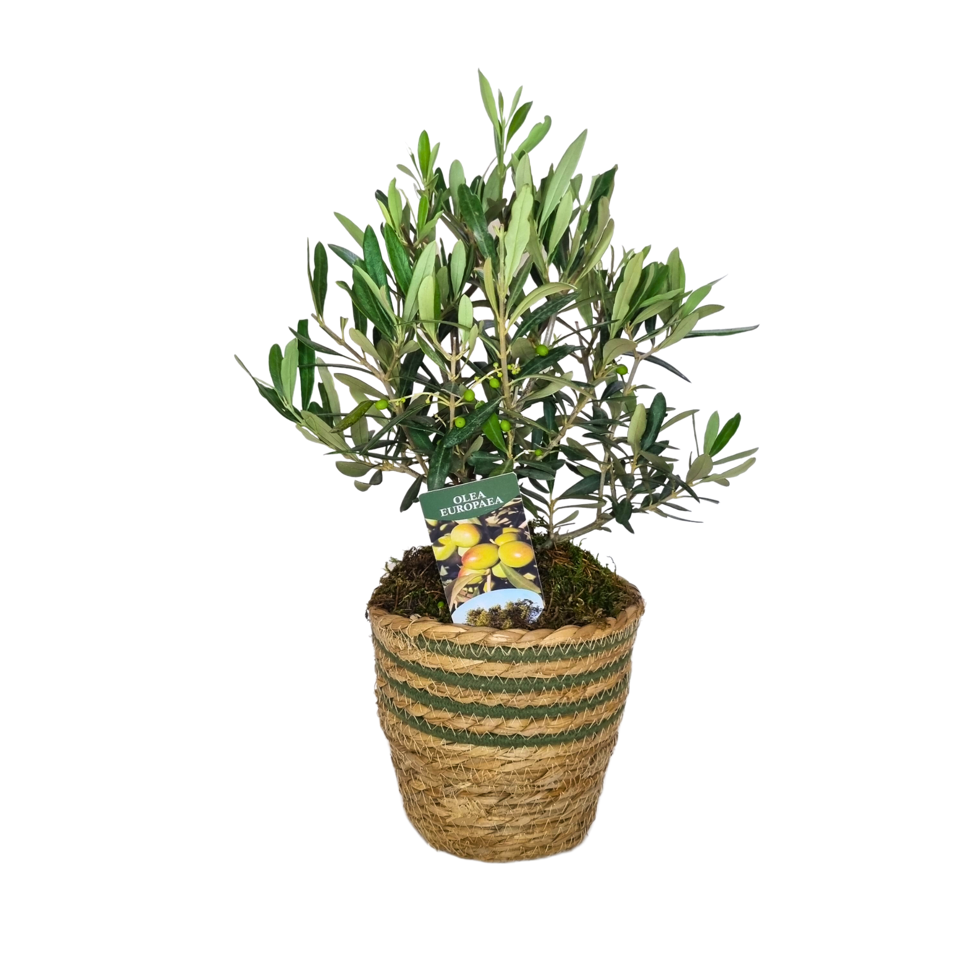 Olive tree
