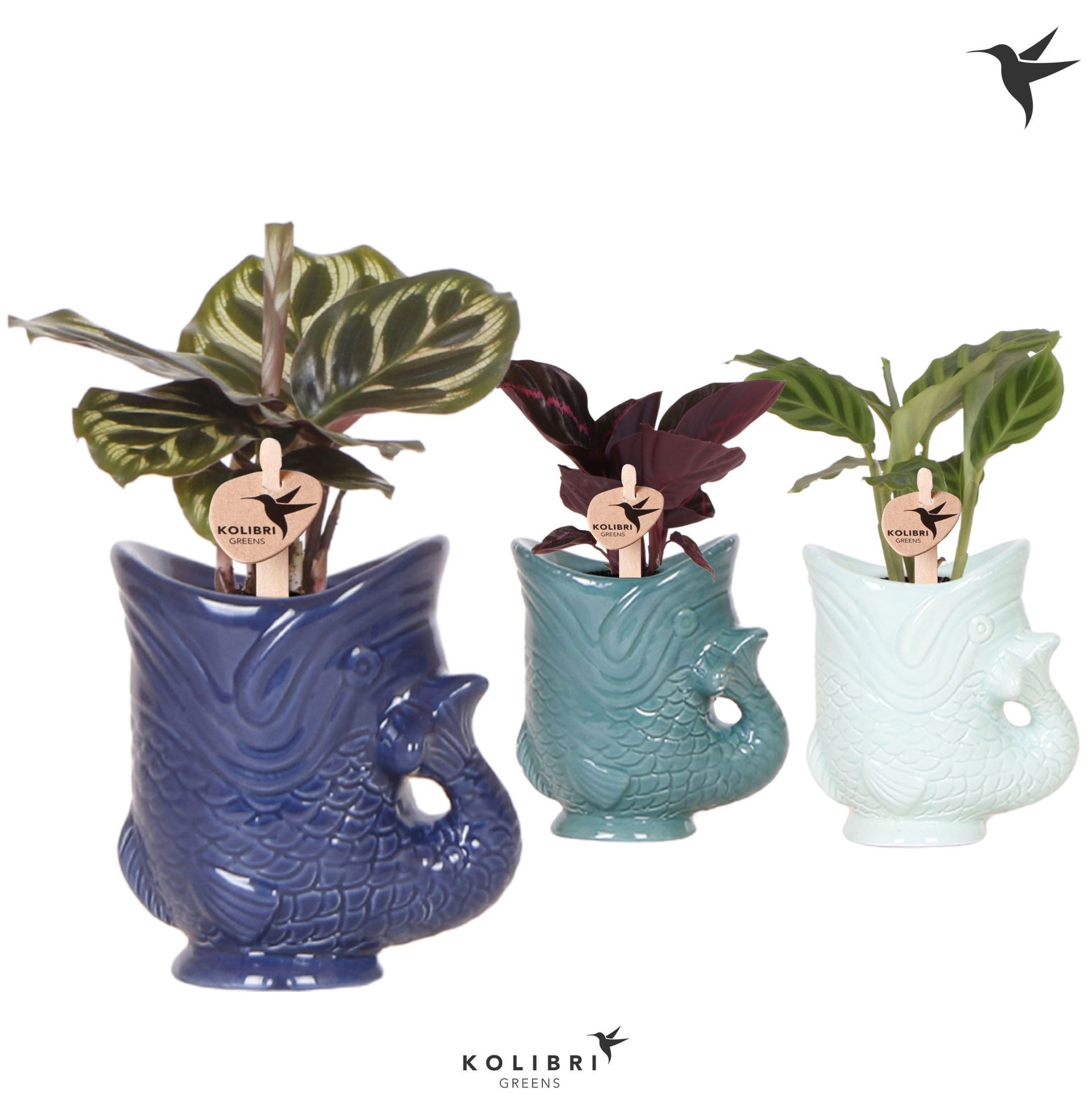 Calathea plant Fish